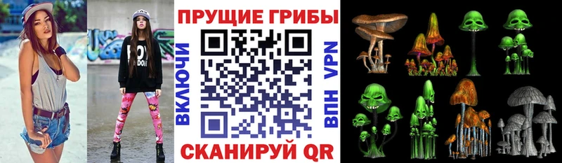 Псилоцибиновые грибы Cubensis  как найти   Жирновск 